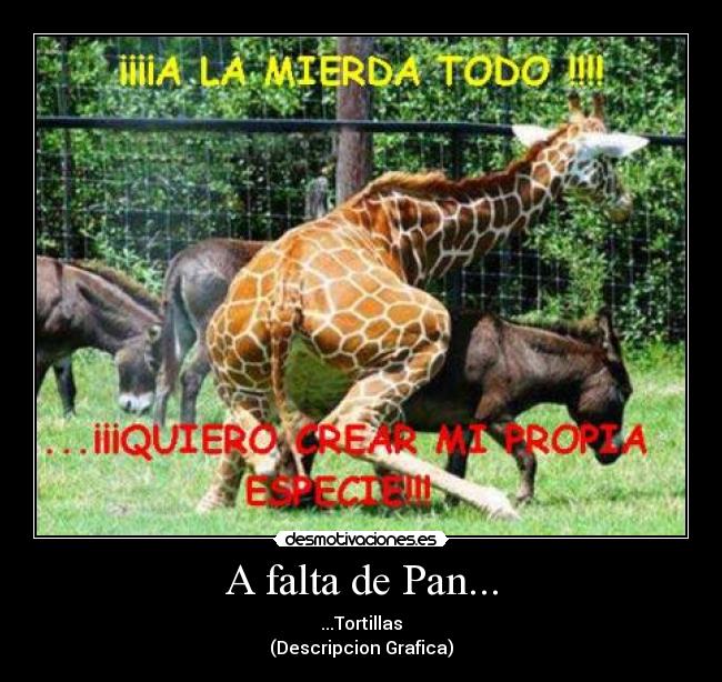 jirafa_burro2.jpg