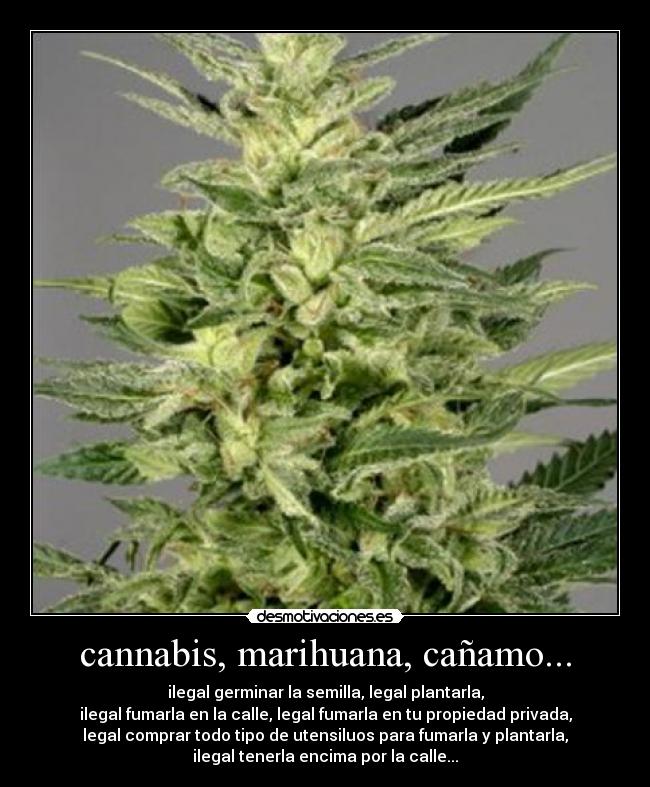 cannabis, marihuana, cañamo... - 