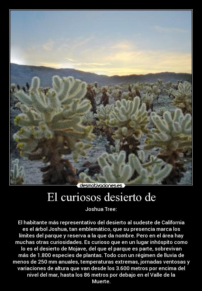 El curiosos desierto de - Joshua Tree:
El habitante más representativo del desierto al sudeste de California
es el árbol Joshua, tan emblemático, que su presencia marca los
límites del parque y reserva a la que da nombre. Pero en el área hay
muchas otras curiosidades. Es curioso que en un lugar inhóspito como
lo es el desierto de Mojave, del que el parque es parte, sobrevivan
más de 1.800 especies de plantas. Todo con un régimen de lluvia de
menos de 250 mm anuales, temperaturas extremas, jornadas ventosas y
variaciones de altura que van desde los 3.600 metros por encima del
nivel del mar, hasta los 86 metros por debajo en el Valle de la
Muerte.