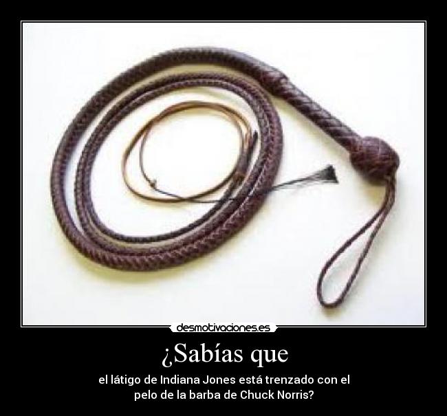 ¿Sabías que - el látigo de Indiana Jones está trenzado con el
pelo de la barba de Chuck Norris?