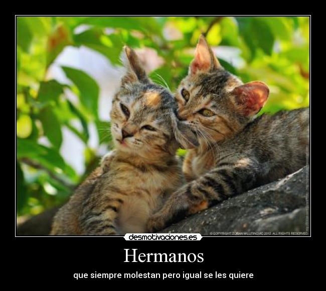 Hermanos - que siempre molestan pero igual se les quiere