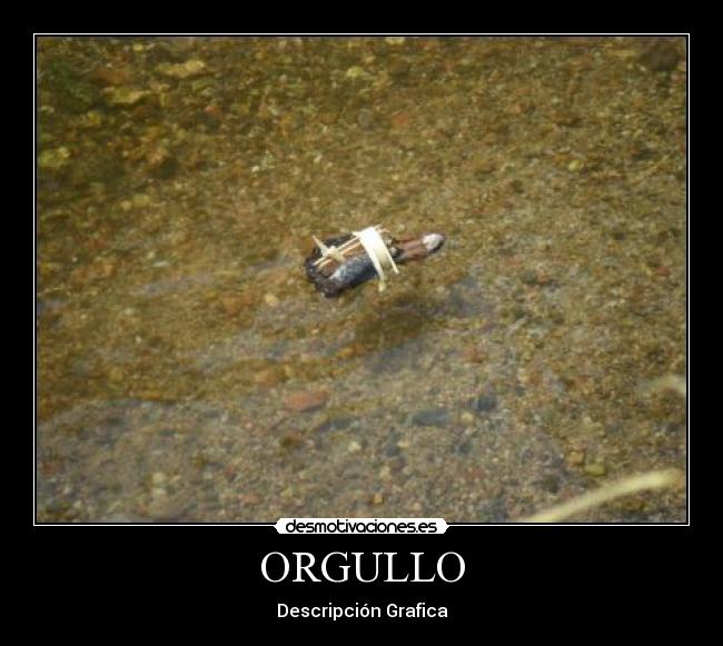 ORGULLO - Descripción Grafica