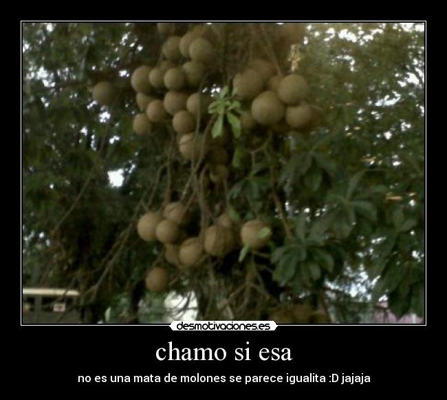 chamo si esa - no es una mata de molones se parece igualita :D jajaja