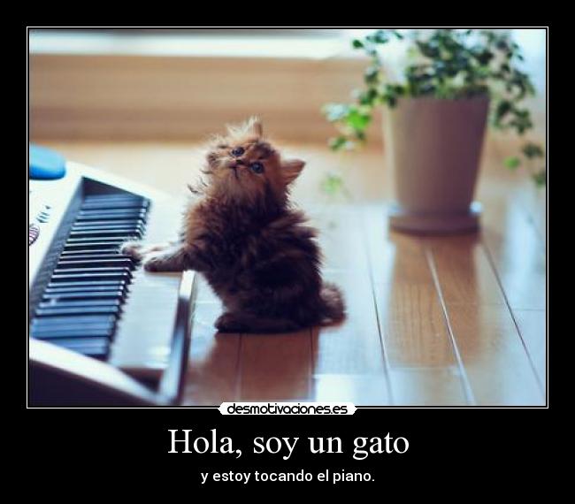 Hola, soy un gato - y estoy tocando el piano.