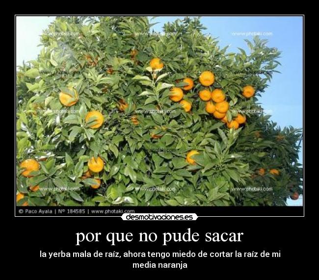 por que no pude sacar - la yerba mala de raíz, ahora tengo miedo de cortar la raíz de mi media naranja
