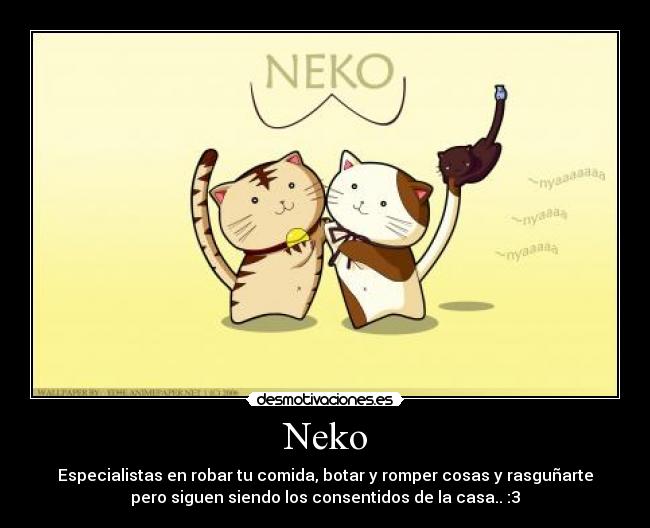 Neko - Especialistas en robar tu comida, botar y romper cosas y rasguñarte
pero siguen siendo los consentidos de la casa.. :3