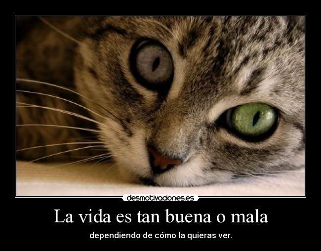 carteles vida iironica hagais caso este cartel timo ewe desmotivaciones