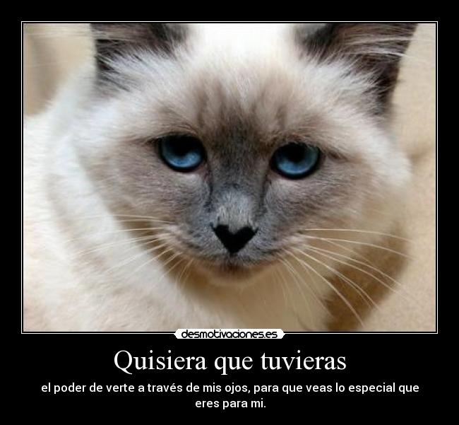 carteles ojos gatos amor ilusion sentimientos super poder desmotivaciones