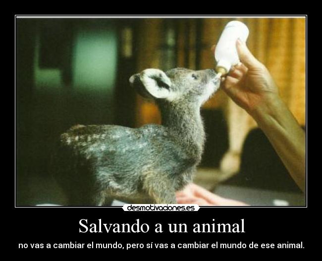 Salvando a un animal - no vas a cambiar el mundo, pero sí vas a cambiar el mundo de ese animal.