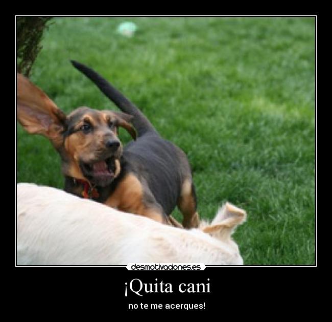 ¡Quita cani - no te me acerques!