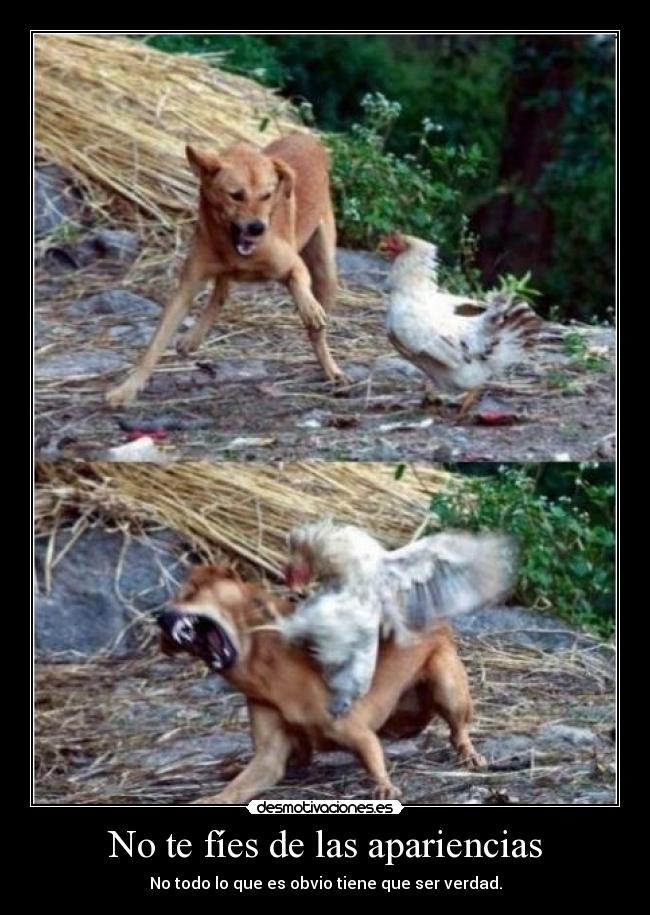 No te fíes de las apariencias - No todo lo que es obvio tiene que ser verdad.