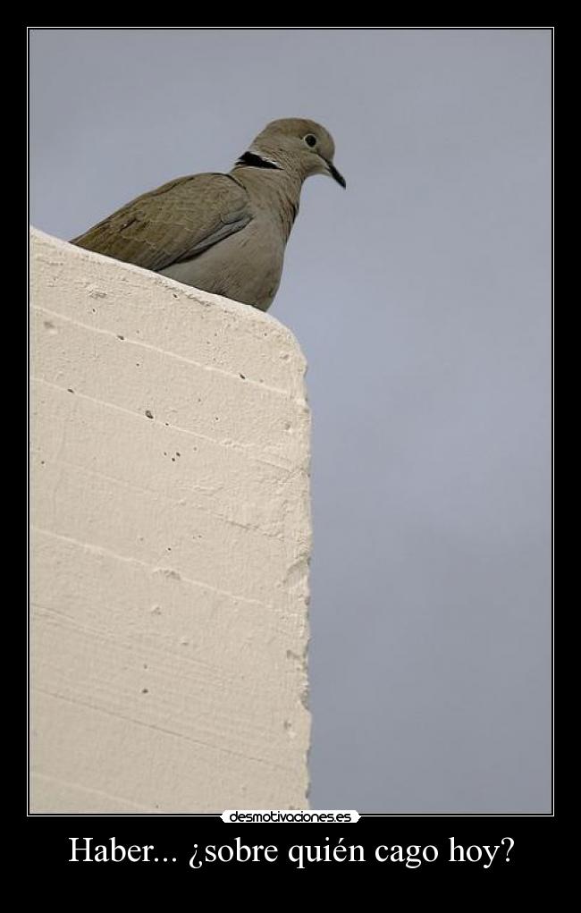 Haber... ¿sobre quién cago hoy? -