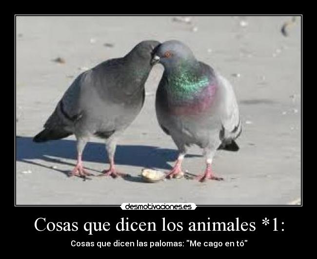 Cosas que dicen los animales *1: - Cosas que dicen las palomas: Me cago en tó