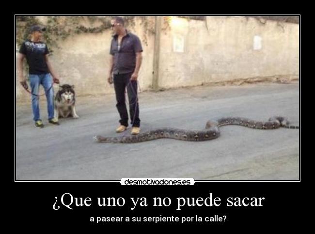 carteles serpiente desmotivaciones