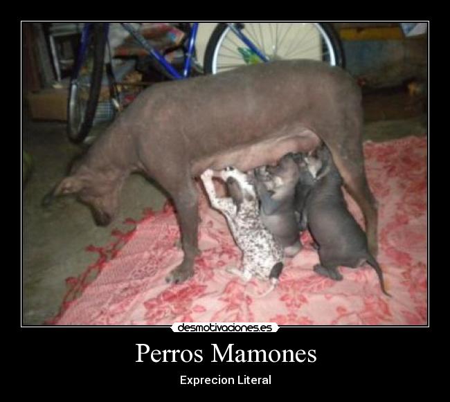 Perros Mamones -