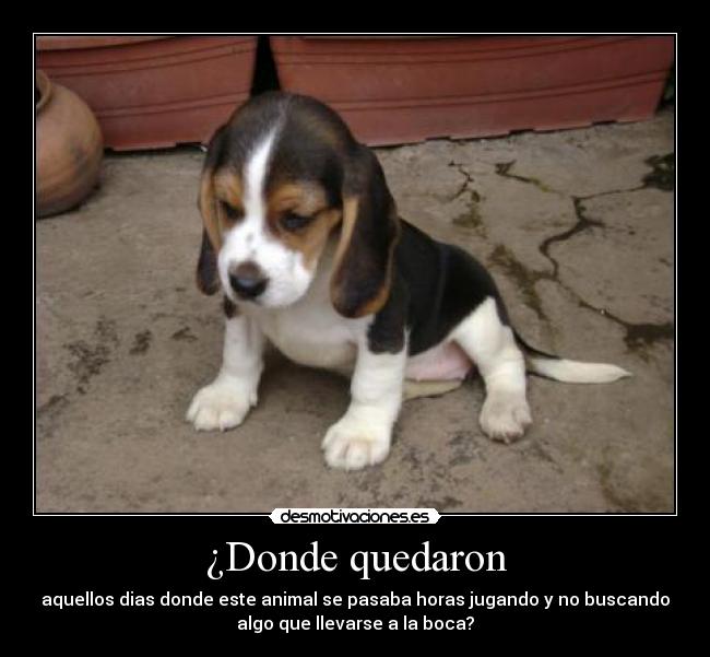 ¿Donde quedaron - aquellos dias donde este animal se pasaba horas jugando y no buscando
algo que llevarse a la boca?