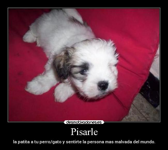 Pisarle - la patita a tu perro/gato y sentirte la persona mas malvada del mundo.
