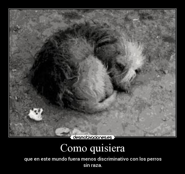 Como quisiera - que en este mundo fuera menos discriminativo con los perros
sin raza.