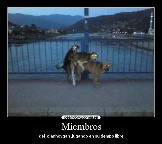 carteles perros desmotivaciones