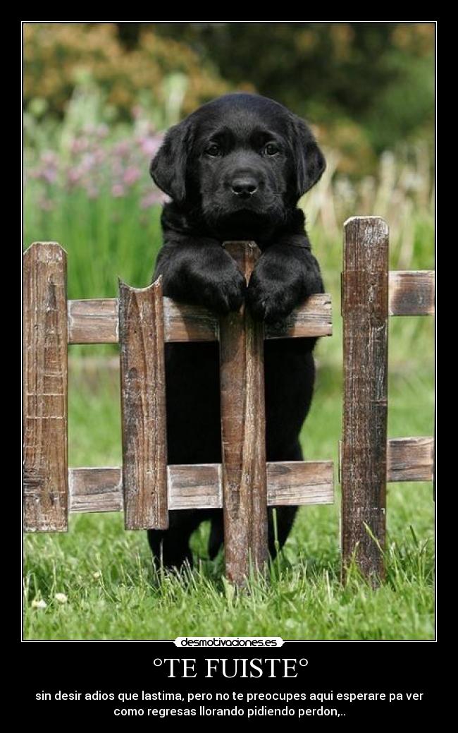 °TE FUISTE° - sin desir adios que lastima, pero no te preocupes aqui esperare pa ver
como regresas llorando pidiendo perdon,..