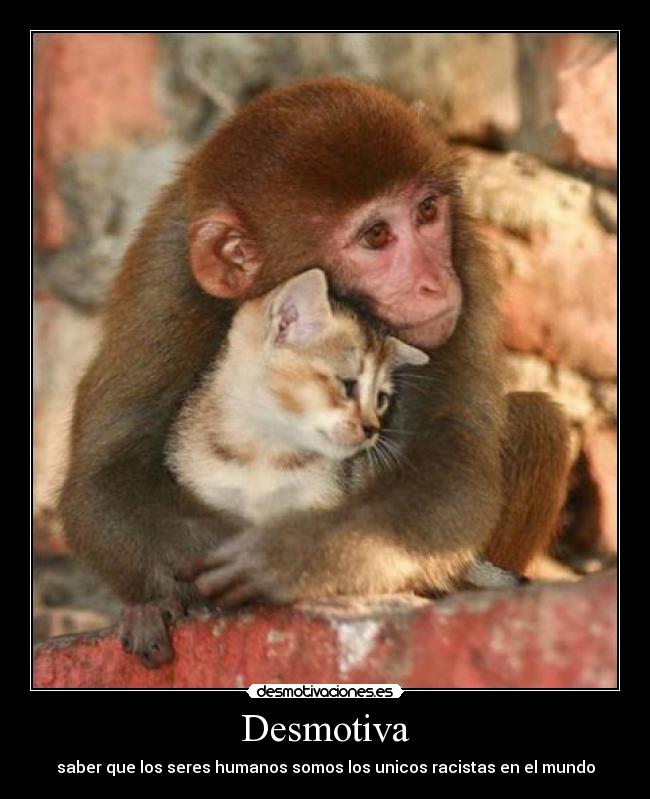 Desmotiva - saber que los seres humanos somos los unicos racistas en el mundo
