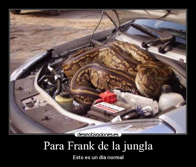 Para Frank de la jungla - 