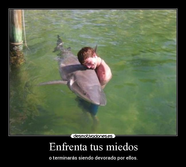 carteles c2dk aunque puede que devoren mientras los enfrentas rumpeltinskin pero eres gallina har desmotivaciones