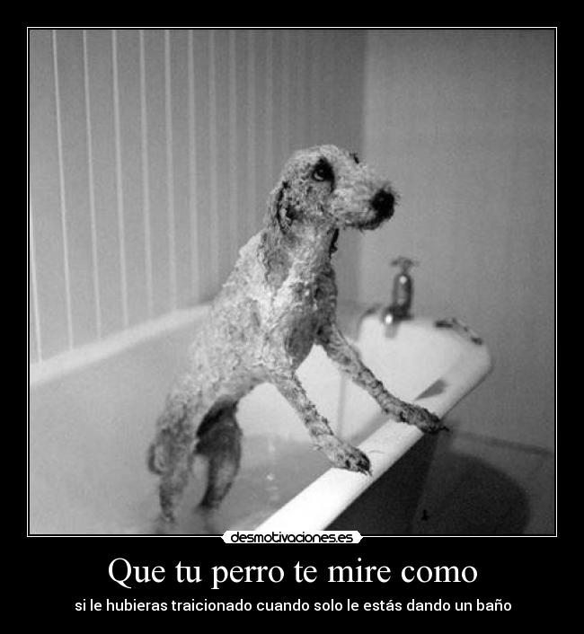 carteles eften perrosmolanmasquegatos desmotivaciones