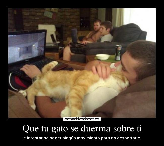 Que tu gato se duerma sobre ti -