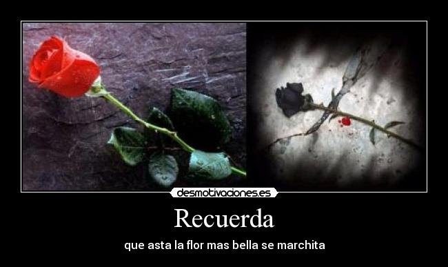 Recuerda - que asta la flor mas bella se marchita