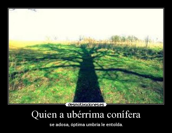 Quien a ubérrima conífera -