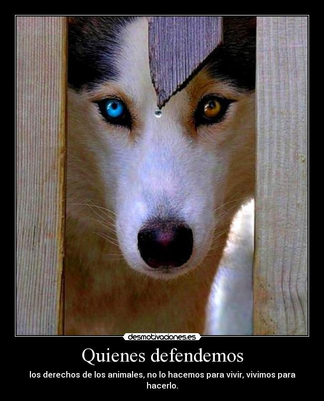 Quienes defendemos - los derechos de los animales, no lo hacemos para vivir, vivimos para hacerlo.