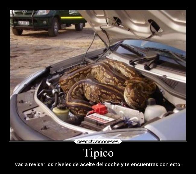 Tipico - vas a revisar los niveles de aceite del coche y te encuentras con esto.