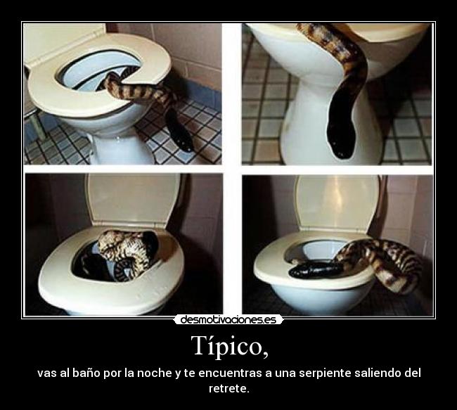 Típico, - vas al baño por la noche y te encuentras a una serpiente saliendo del retrete.