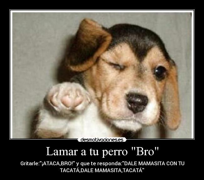 Lamar a tu perro Bro - 