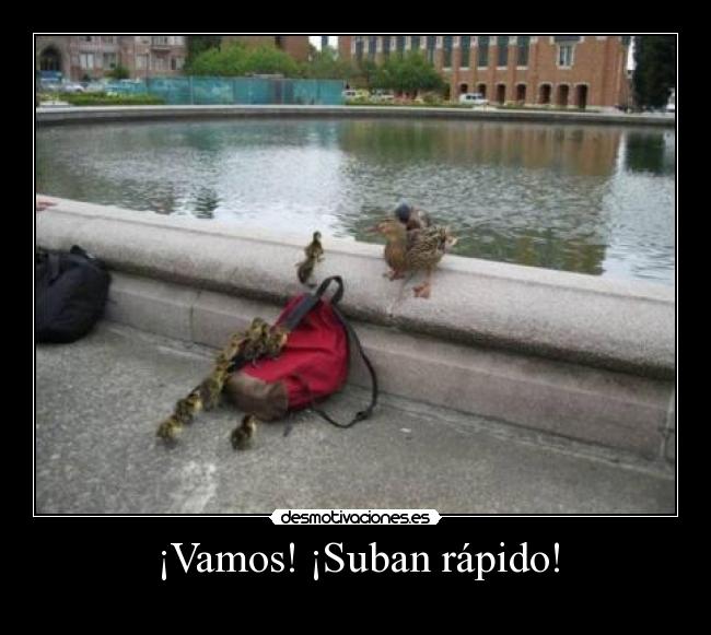 ¡Vamos! ¡Suban rápido! - 