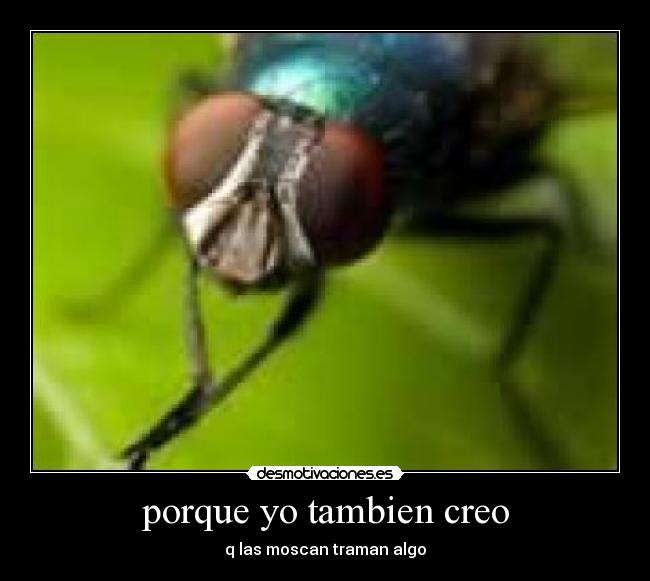 porque yo tambien creo - q las moscan traman algo