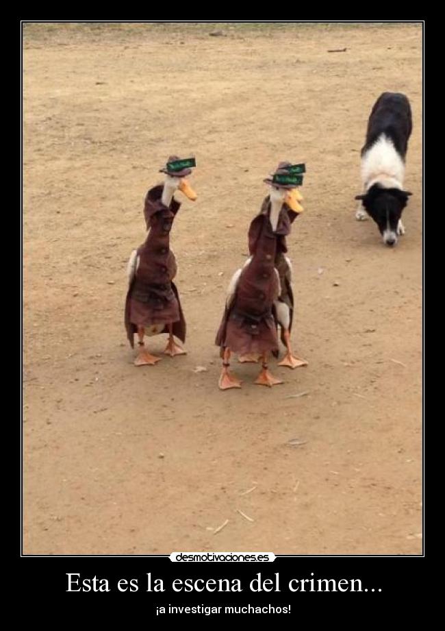 Esta es la escena del crimen... - ¡a investigar muchachos!