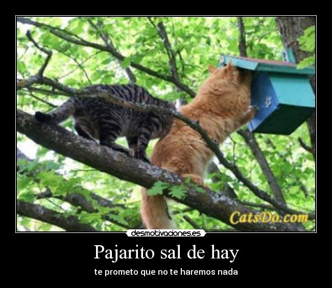 Pajarito sal de hay - te prometo que no te haremos nada