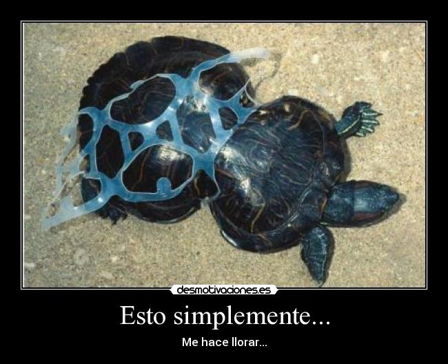 carteles tortuga llorar animal animales desmotivaciones