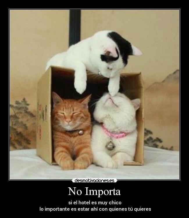 carteles hotel gatos desmotivaciones