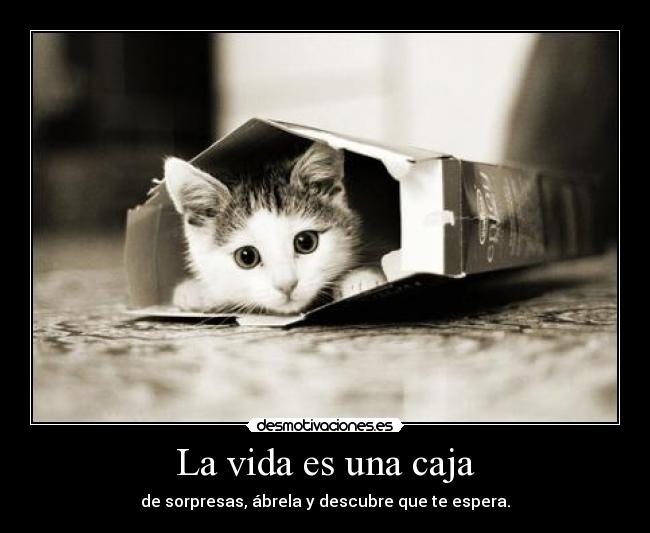 carteles vida gatosdentro una caja desmotivaciones