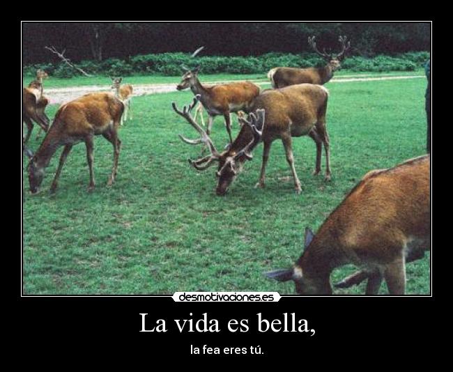 La vida es bella, - la fea eres tú.