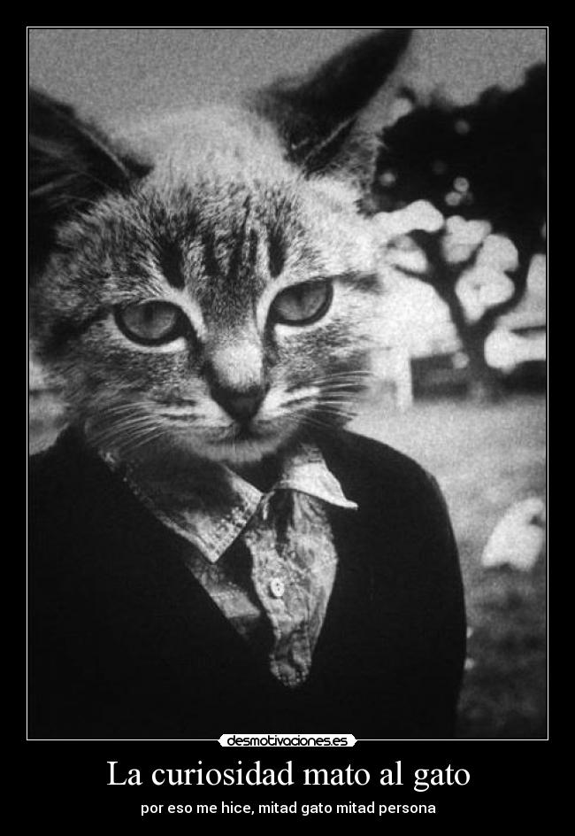 La curiosidad mato al gato - por eso me hice, mitad gato mitad persona