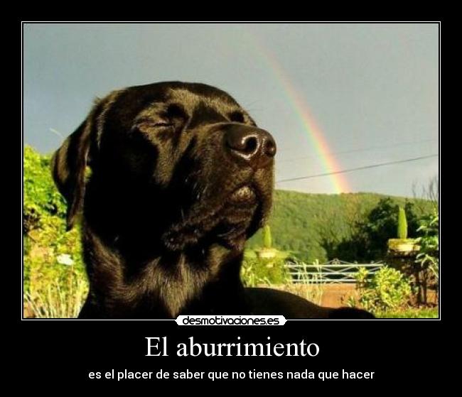 carteles aburrimiento placer perro desmotivaciones