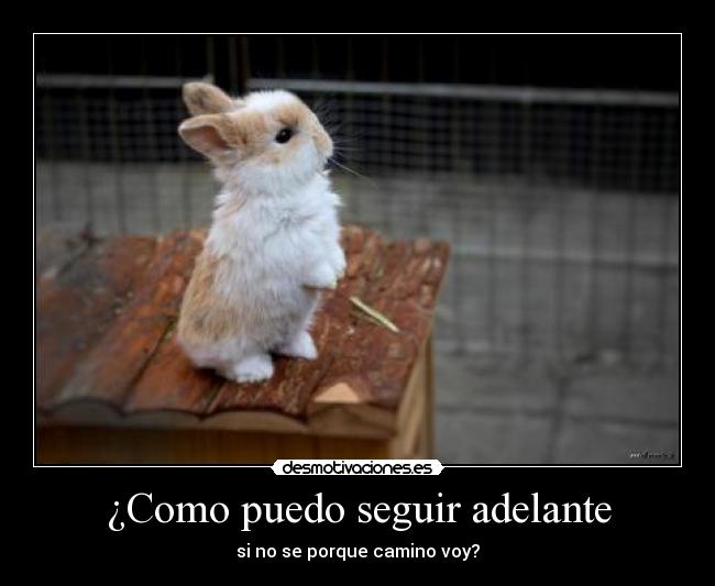 ¿Como puedo seguir adelante - si no se porque camino voy?