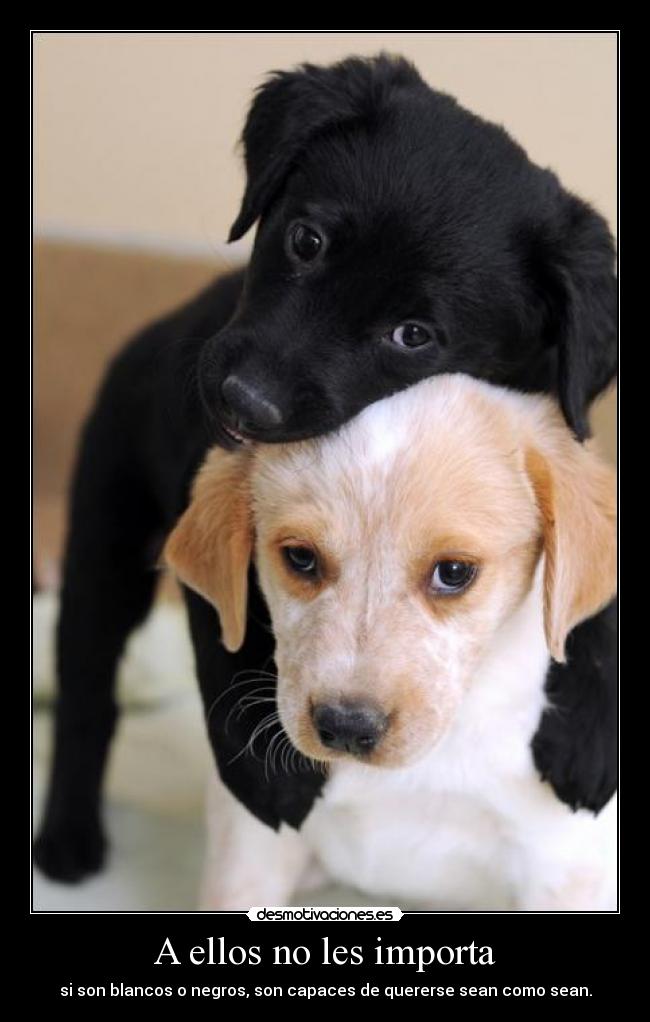 carteles perros desmotivaciones