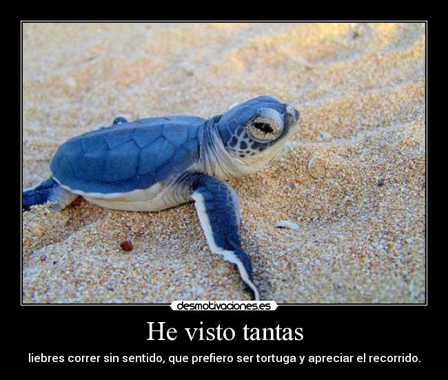 He visto tantas - liebres correr sin sentido, que prefiero ser tortuga y apreciar el recorrido.