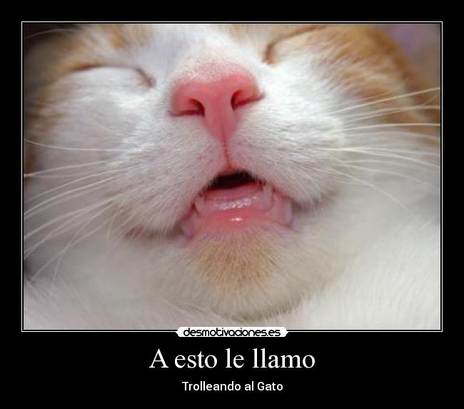 A esto le llamo - Trolleando al Gato