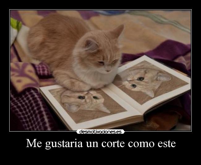 Me gustaria un corte como este - 